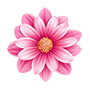 Rosa girando